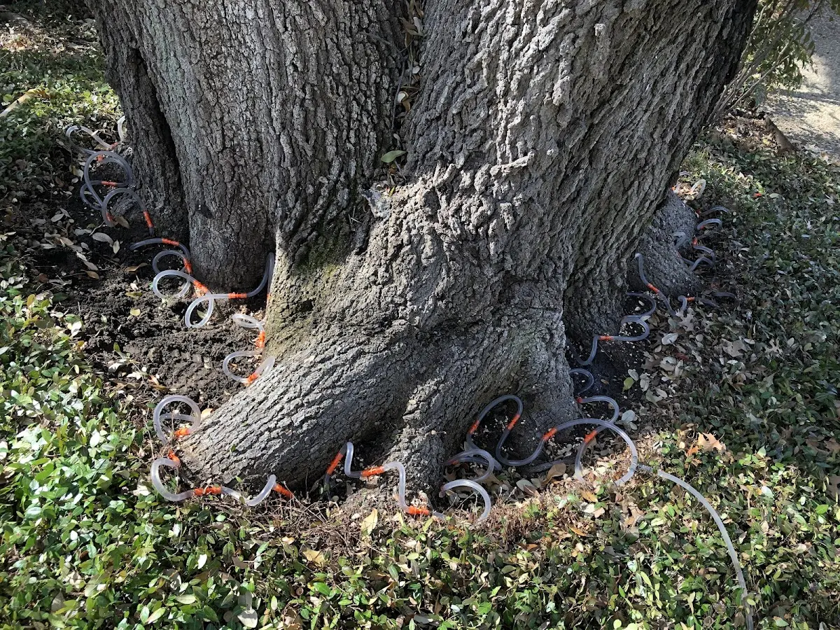 Detailed Tree Cabling and Bracing job site in Dunkirk