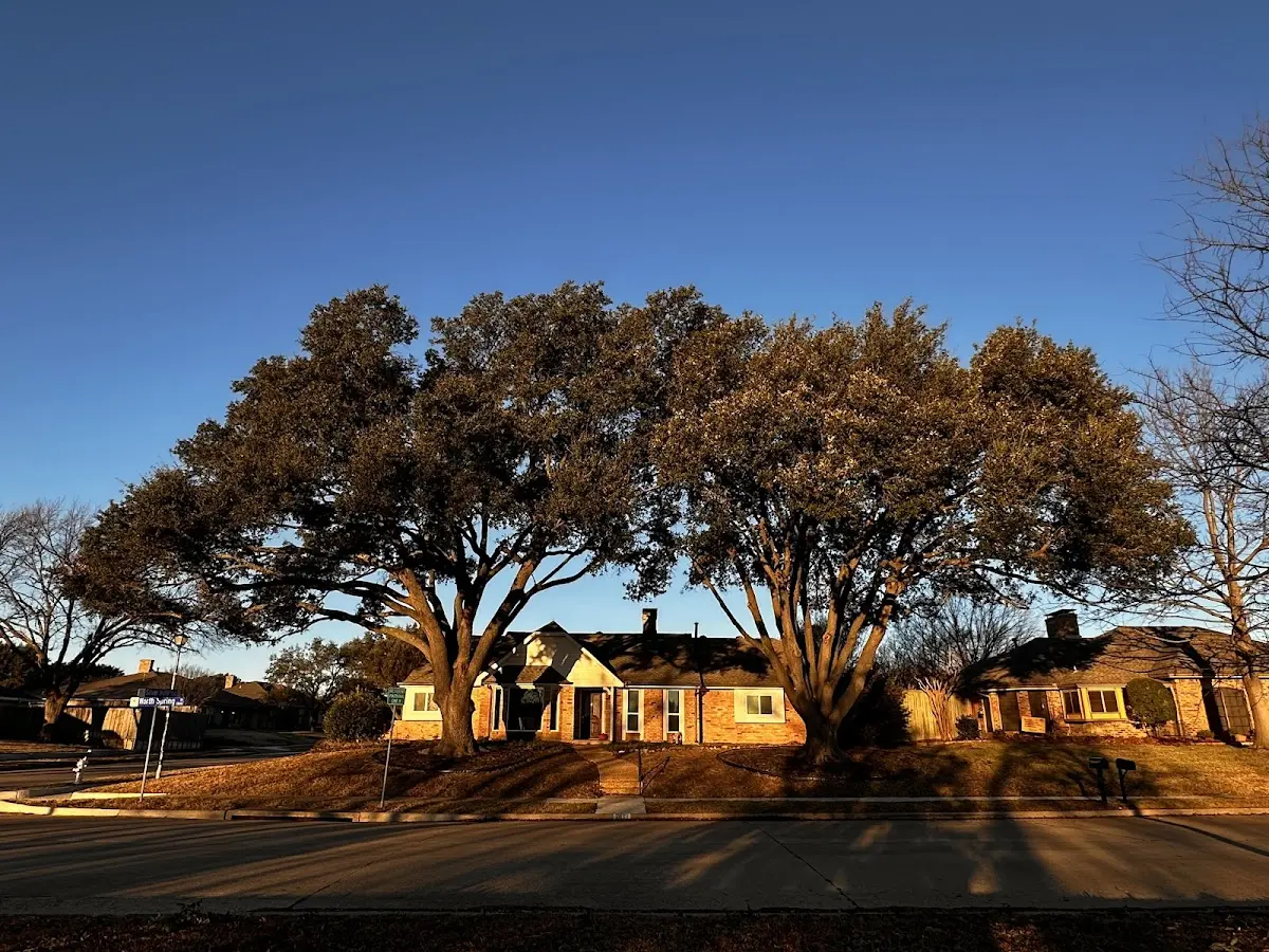 Established residential canopy tree shading a home in Dunkirk